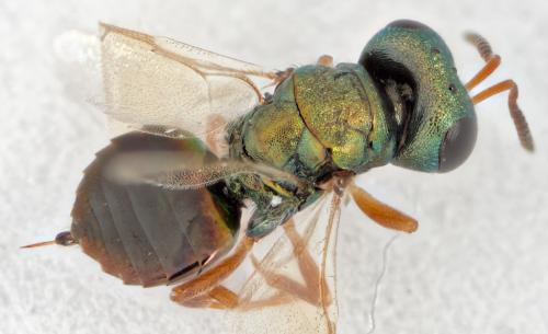 Coelopisthia areolata
